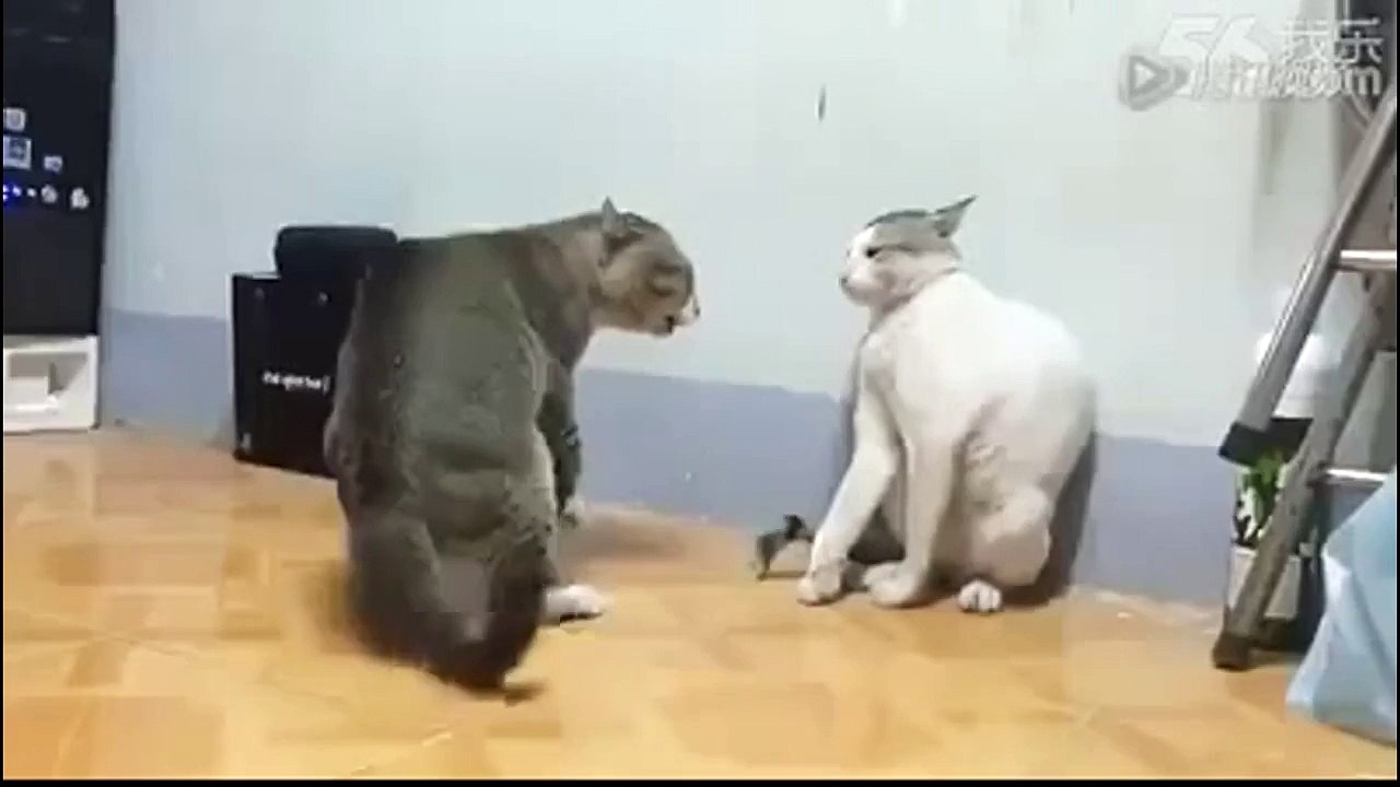 funny videos | funny animals | funny images | funny quotes part 1
