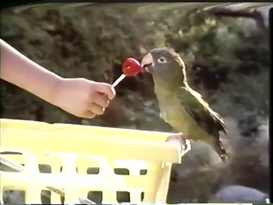 Opening to MouseHunt 1998 VHS [True HQ]