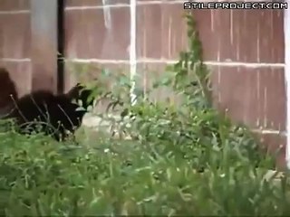 Mira cómo esta rata logró espantar a cinco gatos