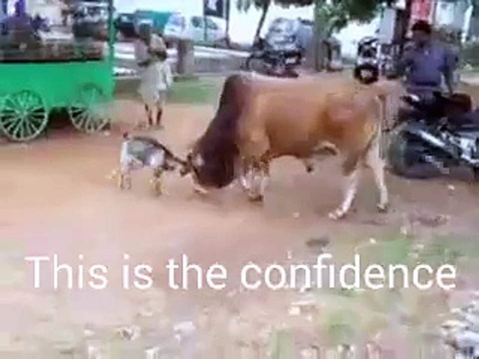 Cow and Goat fight Check the Confidence of Goat