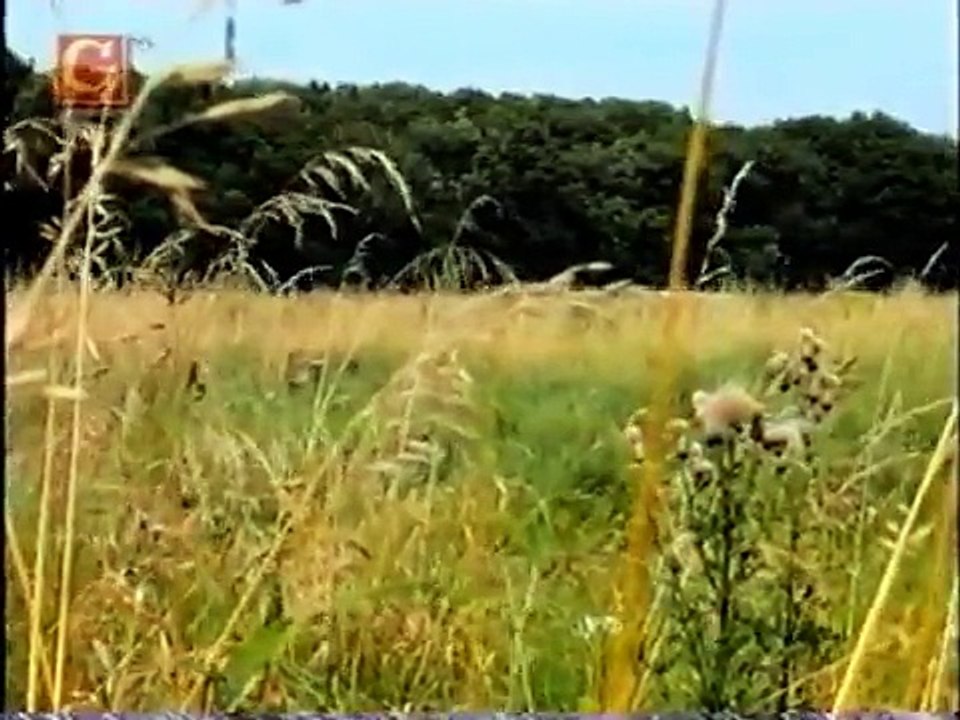 WEREWOLF SIGHTING IN GERMANY IN 1942