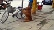 Пёс охраняет велосипед. Смотрим что произойдёт когда придёт хозяин )