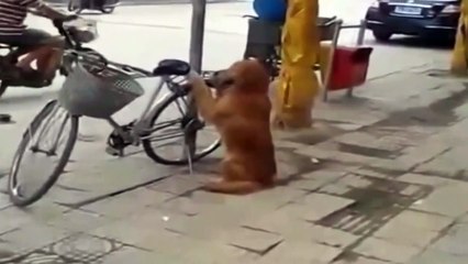 Пёс охраняет велосипед. Смотрим что произойдёт когда придёт хозяин )
