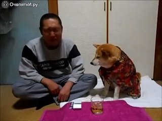 Собака не дает хозяину выпить