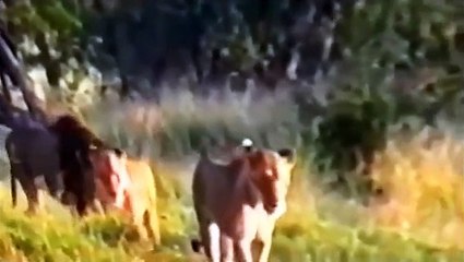 Watch Lions Documentary: Buffalo´s Rebellion Lions in Trouble **National Geographic**