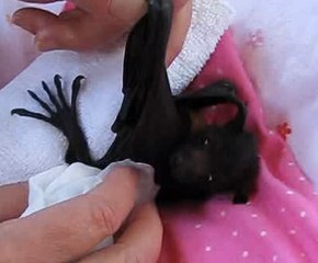 Gentle Baby Bat Has Bath