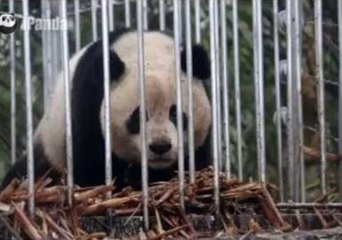Giant Panda Reintroduced to the Wild
