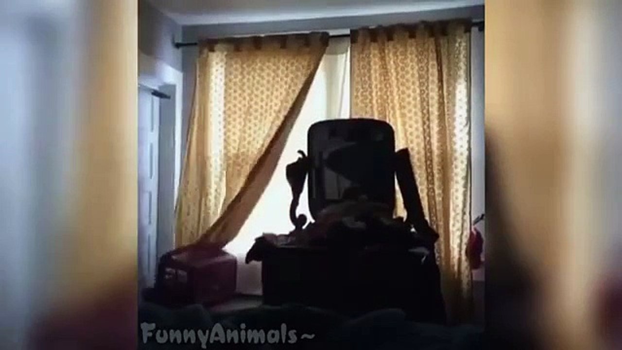 Funny Cat Vines Fails Compilation 2015