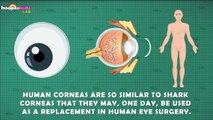 11 Amazing & Mind Blowing Facts About the Human Eye by HooplaKidzLab