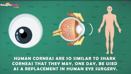 11 Amazing & Mind Blowing Facts About the Human Eye by HooplaKidzLab