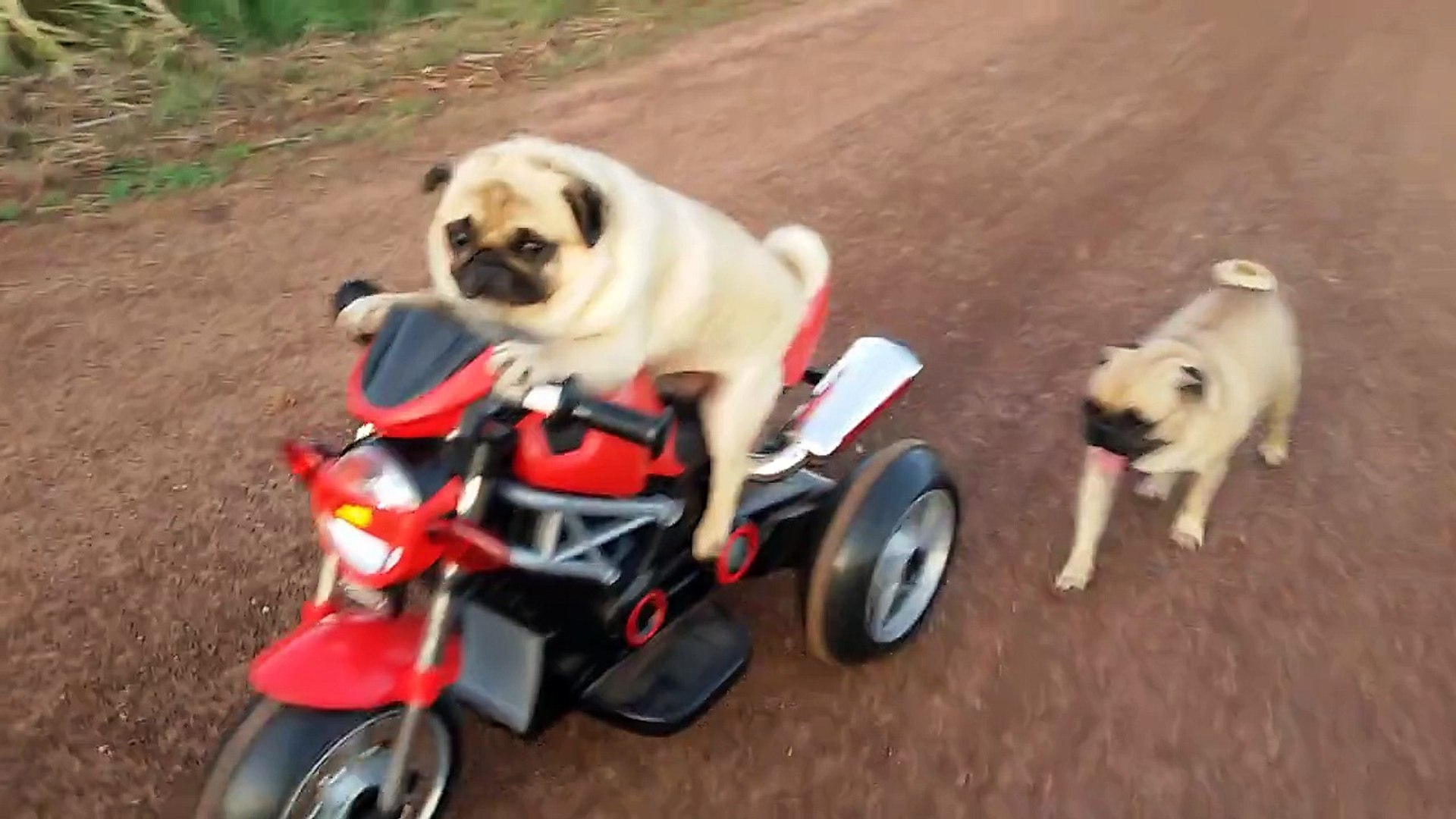 pug on a motorcycle