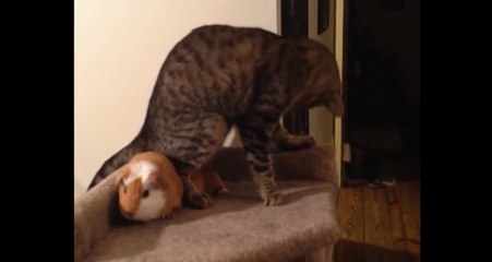 Cat Doesn't Want To Share His Bed With Guinea Pig