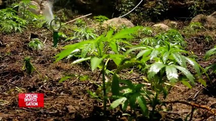 Au royaume du shit : dans une plantation de cannabis