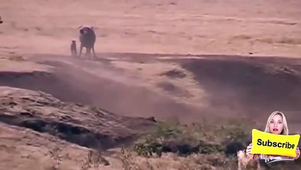 Buffalo Mother Fight off 3 lions bid to save her baby - Video HD