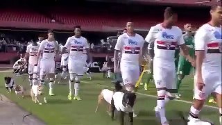 São Paulo Players Came on the Pitch with Dogs. São Paulo vs Palmeiras 1 1