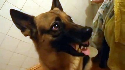 У этой собаки моментально меняется настроение