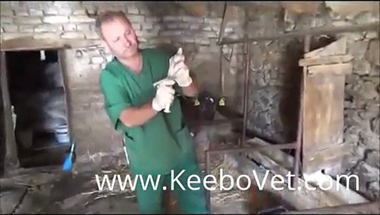 Abscess In Cattle, Veterinarian Doctor Helps By Performing Surgery