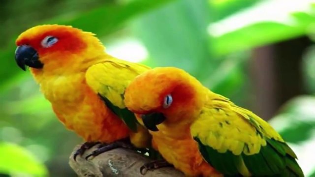 Liên khúc thiếu nhi - Đàn gà con, Chim vành khuyên [Nhạc thiếu nhi tuyển chọn]