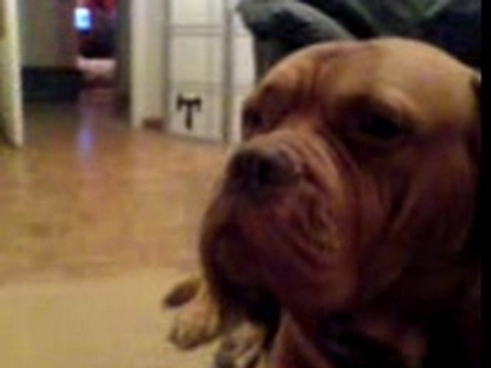 dogue de bordeaux tenzo