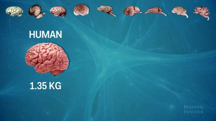 human brain compares to other animals