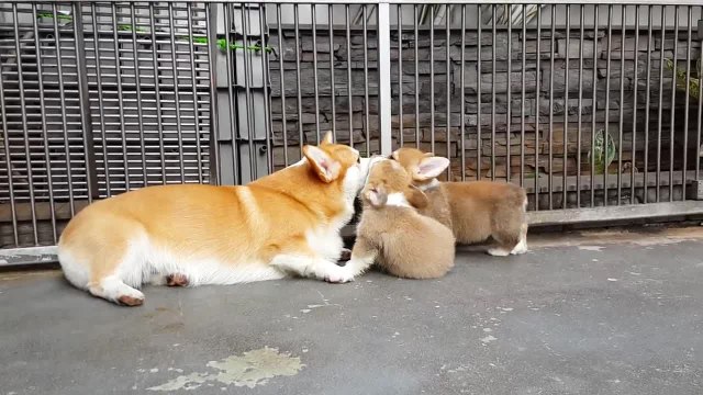 Puppies adorably attack Zeus the Corgi