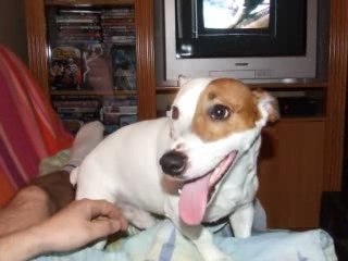 jack russel farceur