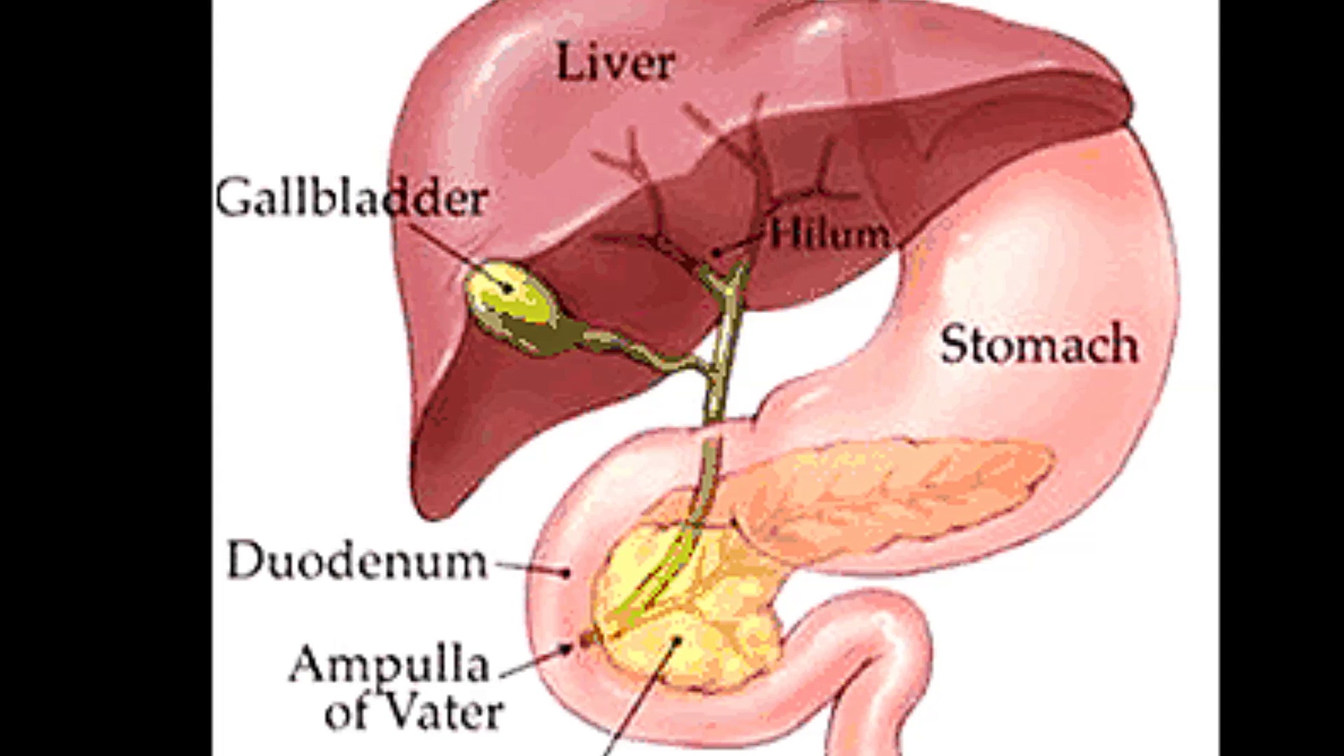 Liver Cancer Treatment in India