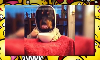 Videos Engraçados Whatsapp pra Morrer de Rir parte 05