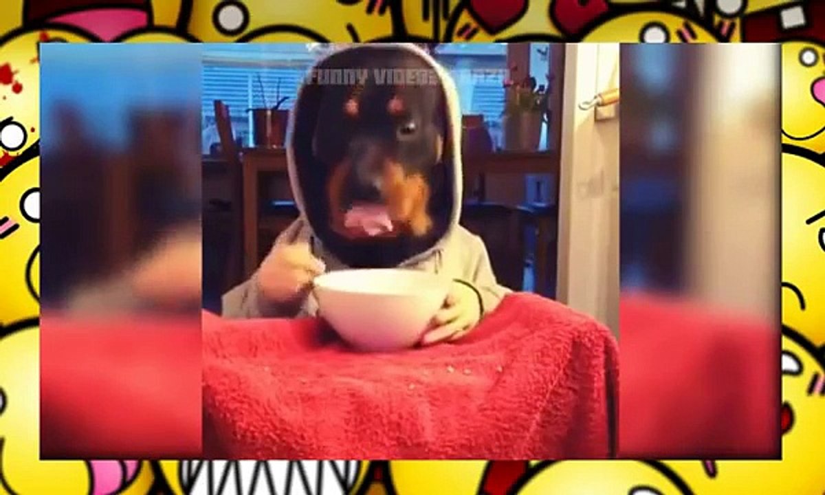 Videos Engraçados Whatsapp pra Morrer de Rir parte 05