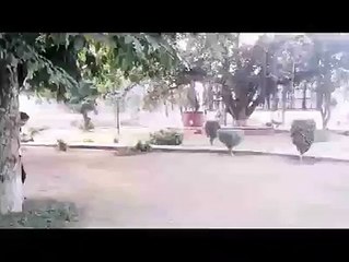 VID-20151109-WA0026.mp4