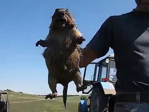 Это не сурок а истеричкая !! (отлов сурков для переселения)