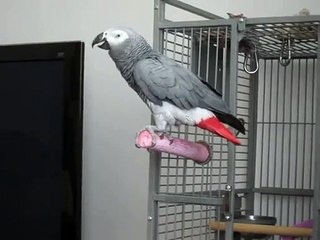 My Name Is Bond, James Bond - Lottie my African Grey Parrot