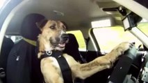 Yarış Pistinde Araba Süren Köpek