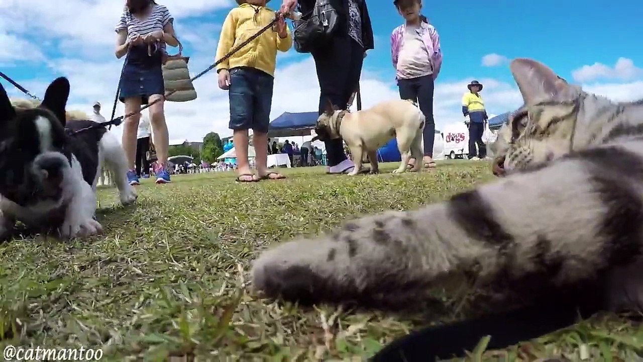 Un chat à la rencontre de chiens