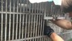 Gibbon rescued / Gibbon sauvé / Penyelamatan Owa