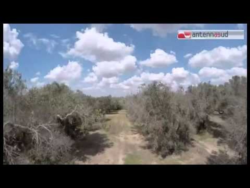 Tg Antenna Sud - Xylella, ispettori europei in Puglia