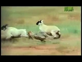 Çakalların Koyun Sürüsüne Saldırışı!