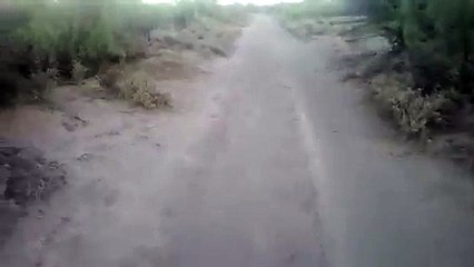 Des promeneurs tombent nez à nez avec un Tatou Tronqué, un animal très rare