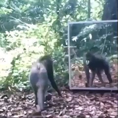 Funny Video By Monkey .... Must Watch