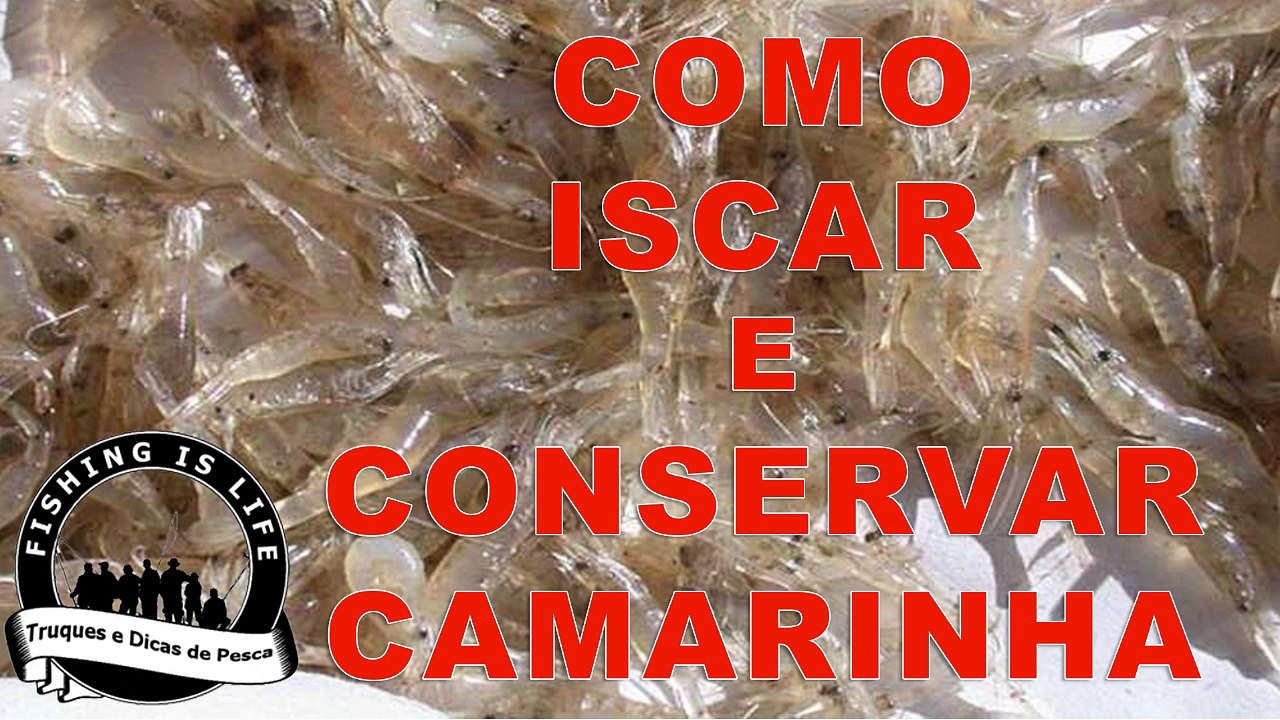 iscar e conservar camarinha