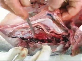How Fish Eat Part 2 (SLOW MOTION UNDERWATER!) - Smarter Every Day 119