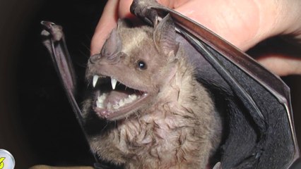 ТОП 10 СТРАШНЫХ СУЩЕСТВ КОТОРЫЕ ПРАКТИЧЕСКИ БЕЗОБИДНЫ ШОК!