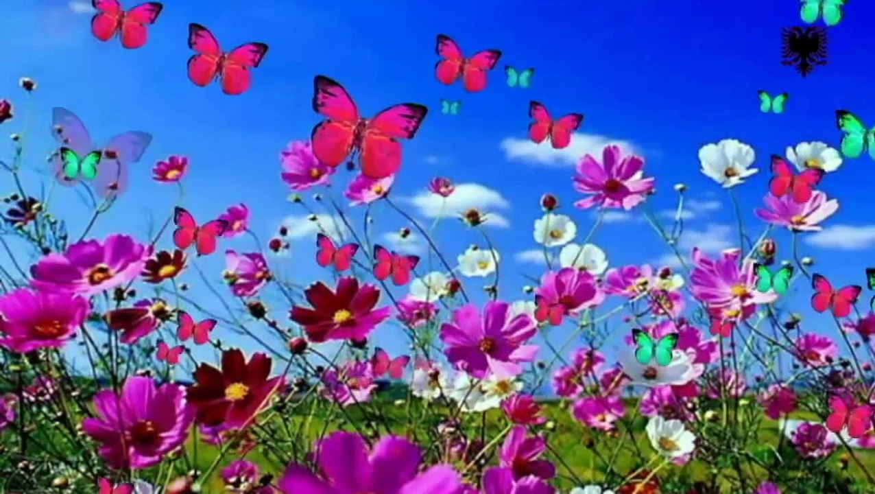 Fran Piniqi - Se kto jan trojet e mija (Official Video)