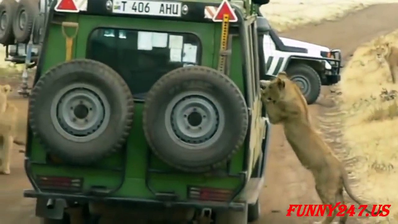 Lions Attack Car Full Of People