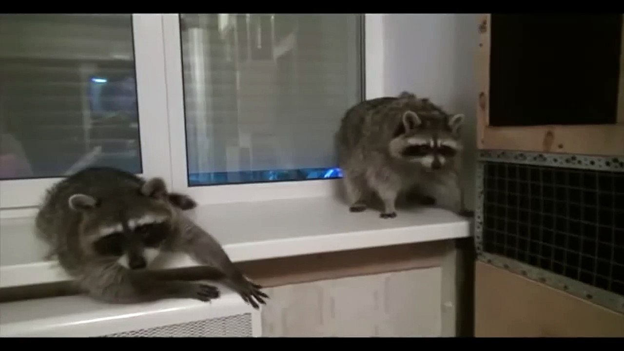 Вечеринка енотов