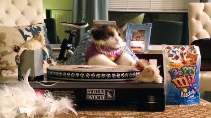 Our cats are CRAZY but so FUNNY... Hilarious compilation