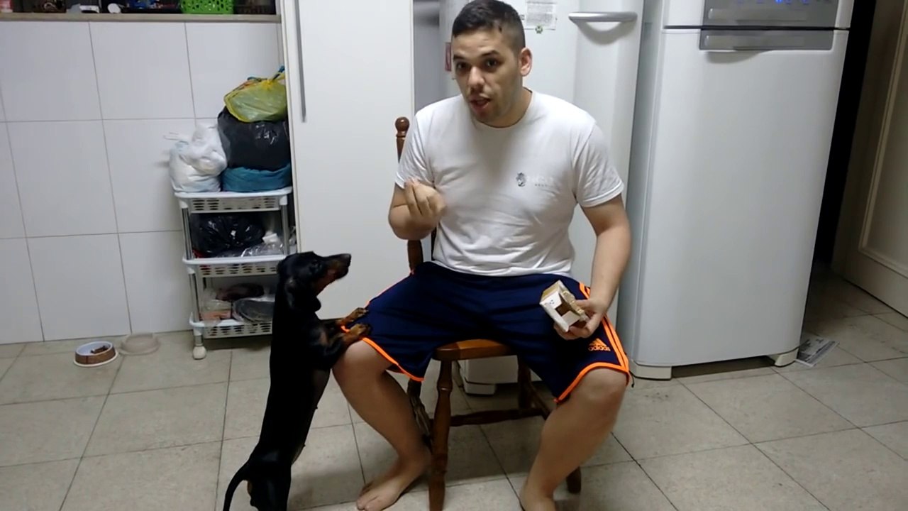 Technique énorme pour faire prendre ses médicaments à son chien!