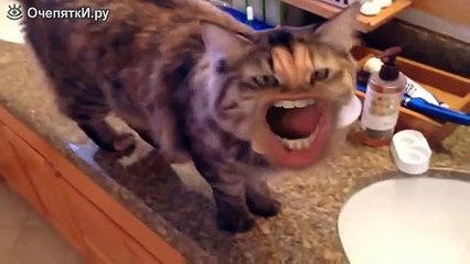 Свежие рейтинговые приколы про животных