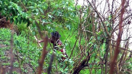 Afluente do Rio Doce - Rio Sacramento volta a encher - Alegria total