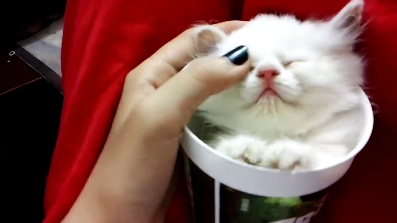 Cute cats compilation v.1